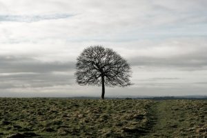 lonely tree in field