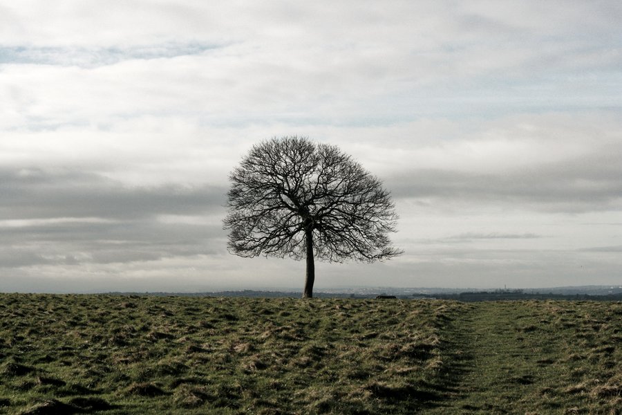 lonely tree in field